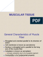 Muscle Tissue Characteristics and Fiber Types