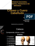 Diapositivas Craneo