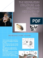 The Respiratory Structure and Breathing Mechanism of Fish