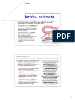 8-Kolutićavi Coelomata I.