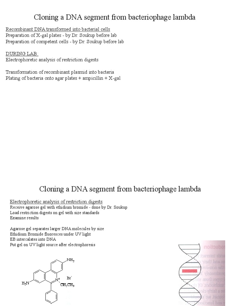 Cloning A DNA Segment From Bacteriophage Lambda | PDF | Molecular ...