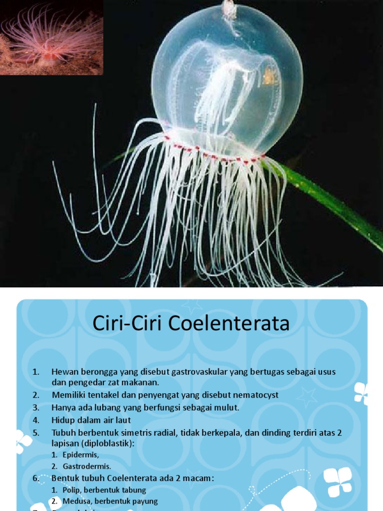 Animalia 2 Coelenterata