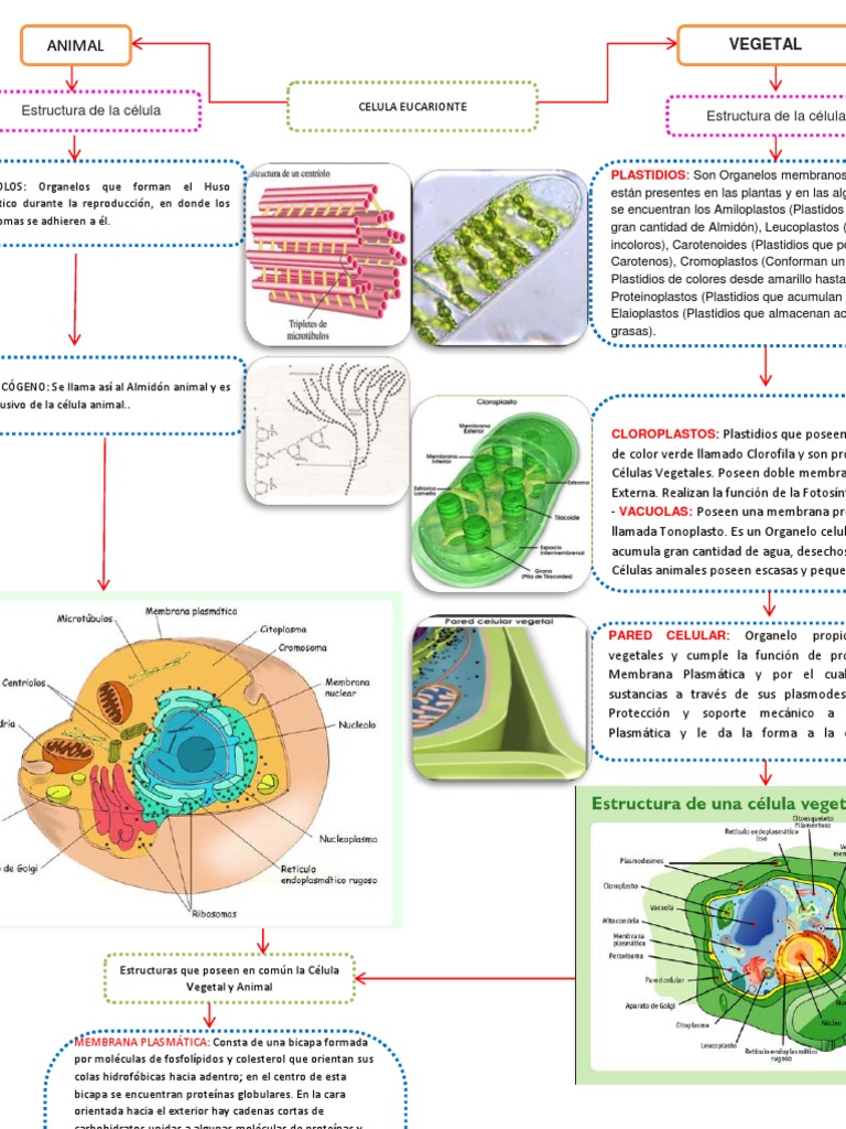 Mapa Conceptual Mitosis Citoplasma
