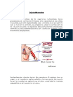 Informe Tejido Musuclar Final