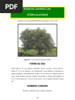 Download Guazuma ulmifolia by Francisco Ortiz Lopez SN236201235 doc pdf