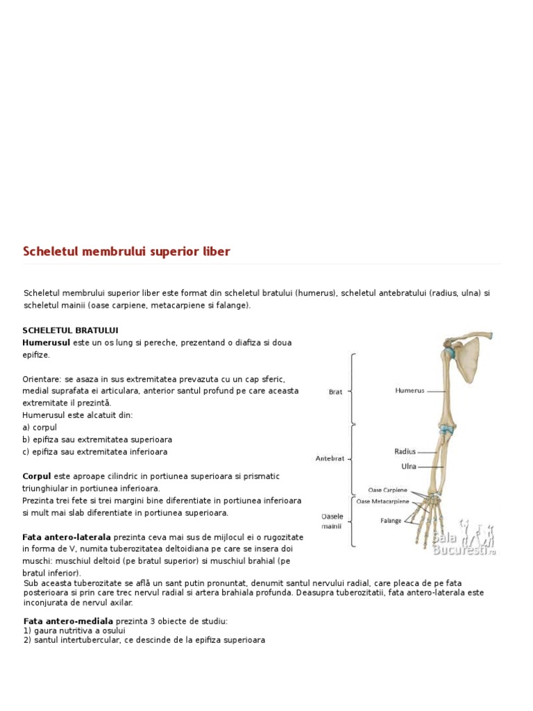 scheletul membrului superior)