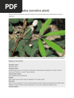 Download Mimosa Pudica by Amira Rachmatillah SN236217281 doc pdf