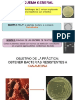 Purificacion de Plamidos 2