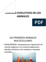 Caminos Evolutivos de Los Animales