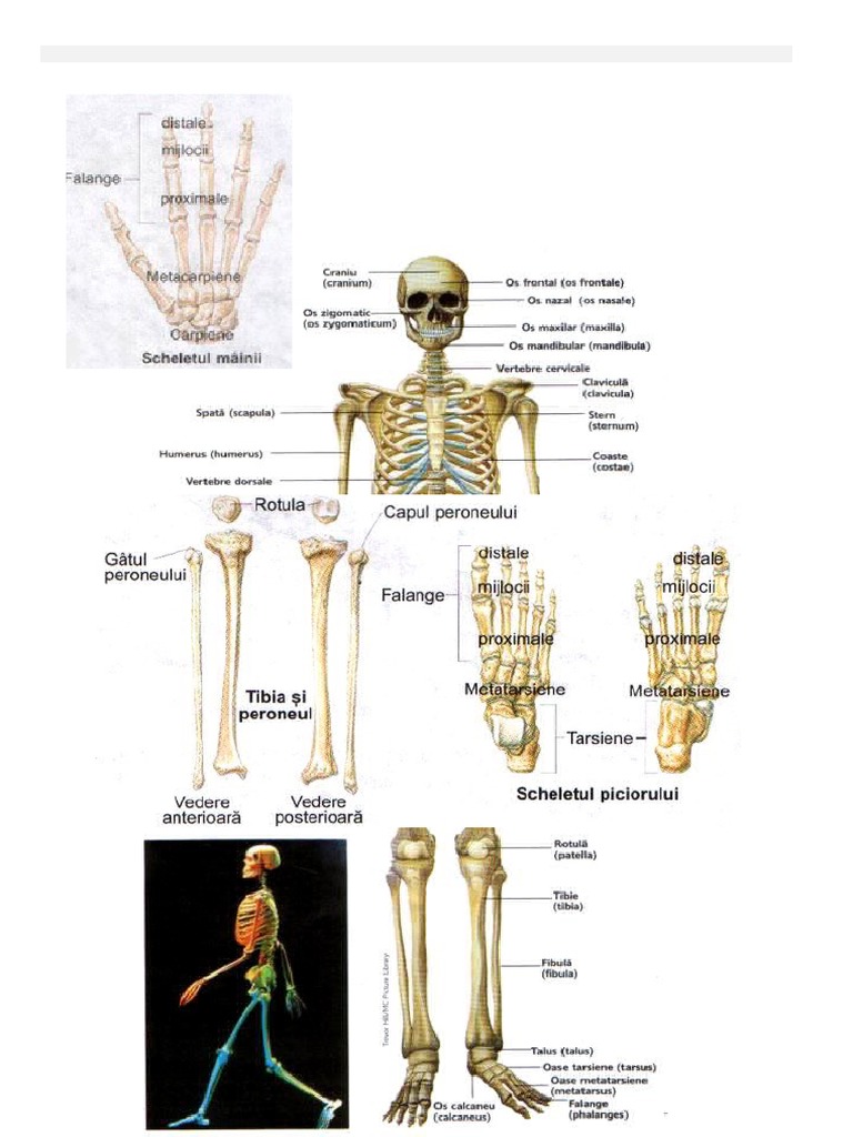 articulatie umar dureroasa