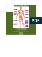 Principales Músculos Del Cuerpo Humano