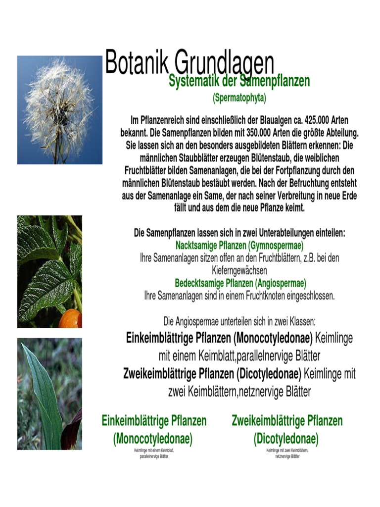 Botanik Grundlagen