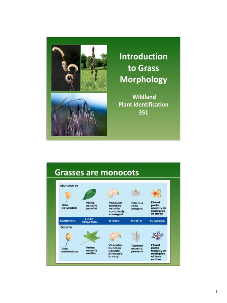 Grass Introduction (M Baynes) | PDF | Domesticated Plants | Garden Plants