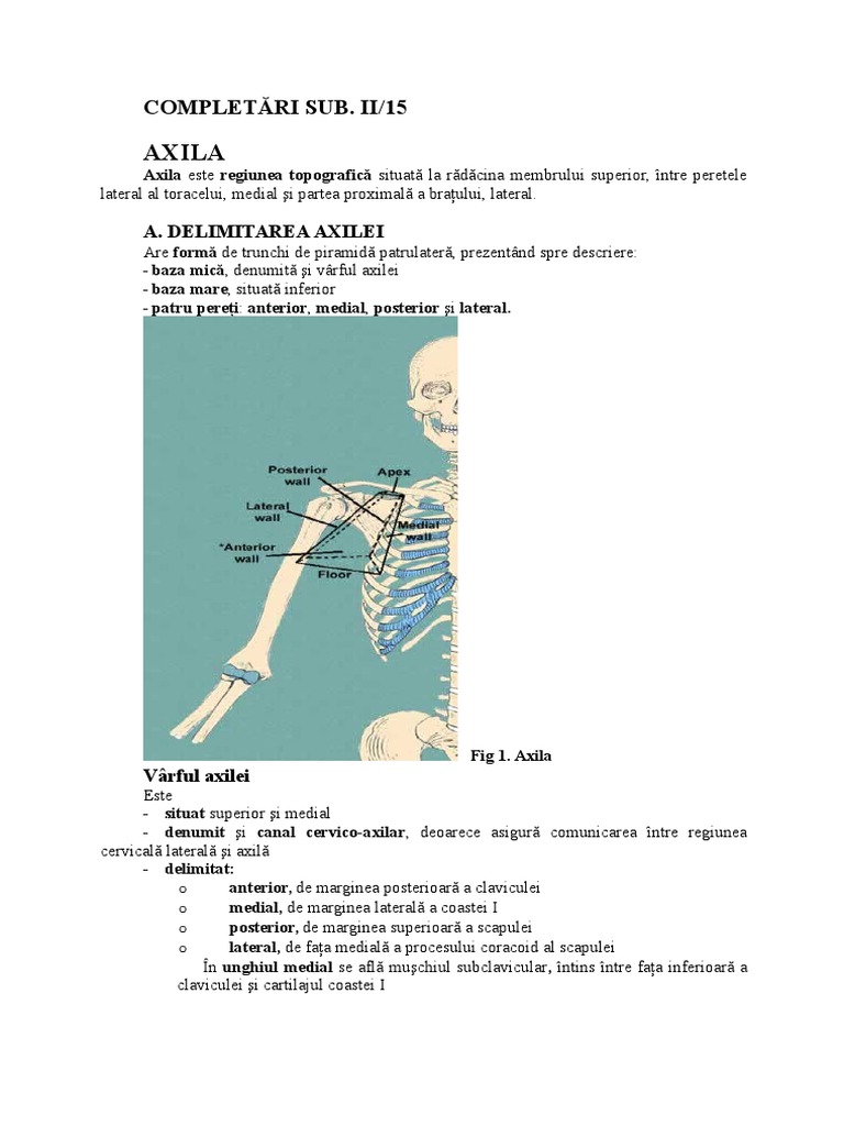 Regiunea Axilara | PDF