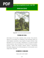 Leucaena leucocephala