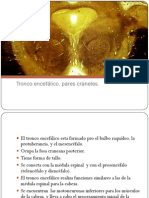troncoencealico2cparescraneles-091106061150-phpapp01