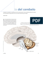 Anatomía Del Cerebelo