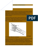 La Tiroides y el Hipotiroidismo.docx