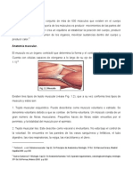 Sistema Muscular PDF