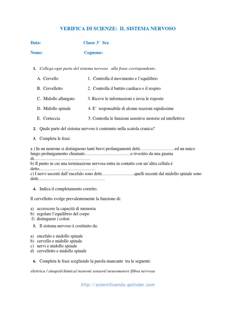 Verifica Sistema Nervoso