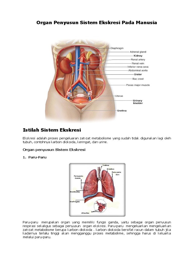 Organ Penyusun Sistem Ekskresi Manusia Pada Manusia