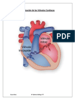 Localización de Las Válvulas Cardiacas