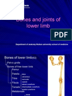 bones and joints of the lower limb.102