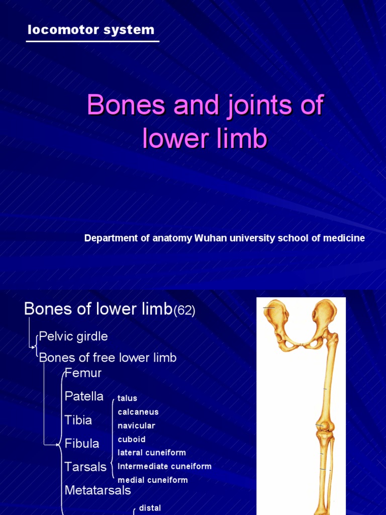 Bones And Joints Of The Lower Limb 102 Pelvis Human Leg