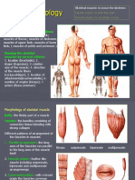 General Discription of Muscles