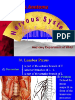 spinal nerves(lumber sacral)