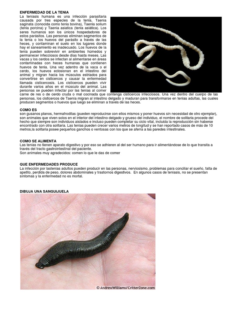 Enfermedad de La Tenia | PDF