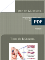 Tipos de Músculos