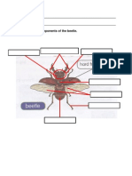 Beetle anatomy components