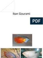 Pembiakan Ikan Gourami