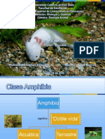 Clase Amphibia. Phylum Chordata
