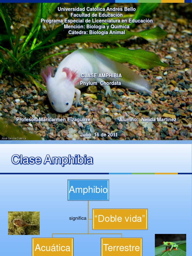 De Acordo Com As Características Gerais Da Classe Amphibia