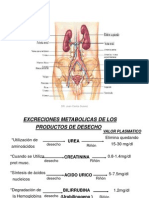 6 Sistema Urinario