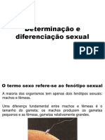 Aula de Determinação Do Sexo_karine