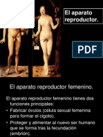 Aparato reproductor femenino: órganos y funciones