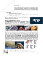 Lab 13 Animals 2 (Deuterostomes)