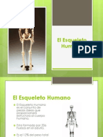 El Esqueleto Humano