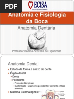 Anatomia Dental