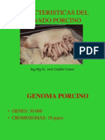 CARACTERISTICAS DEL GANADO PORCINO.ppt