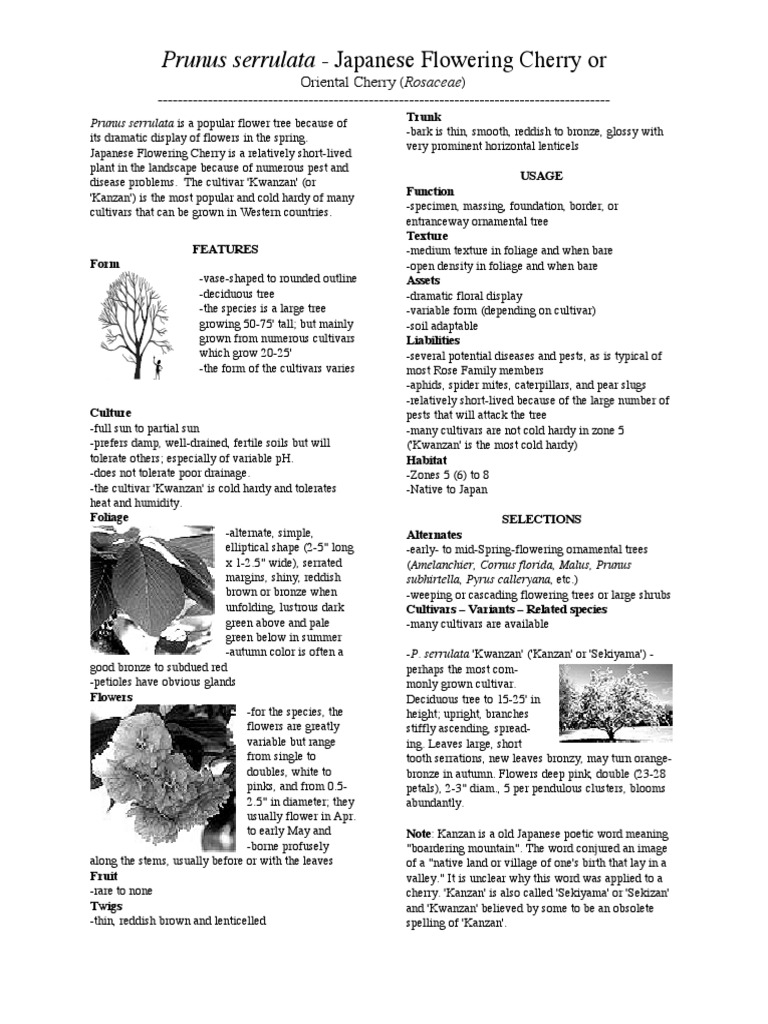 A Guide to Prunus serrulata Features, Culture Requirements, Uses, and