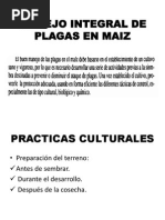Manejo Integral de Plagas en Maiz Mayo