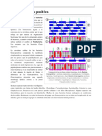 Bacteria Gram Positiva