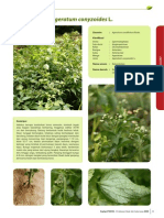 Ageratum conyzoides L Deskripsi Tanaman Obat Tradisional