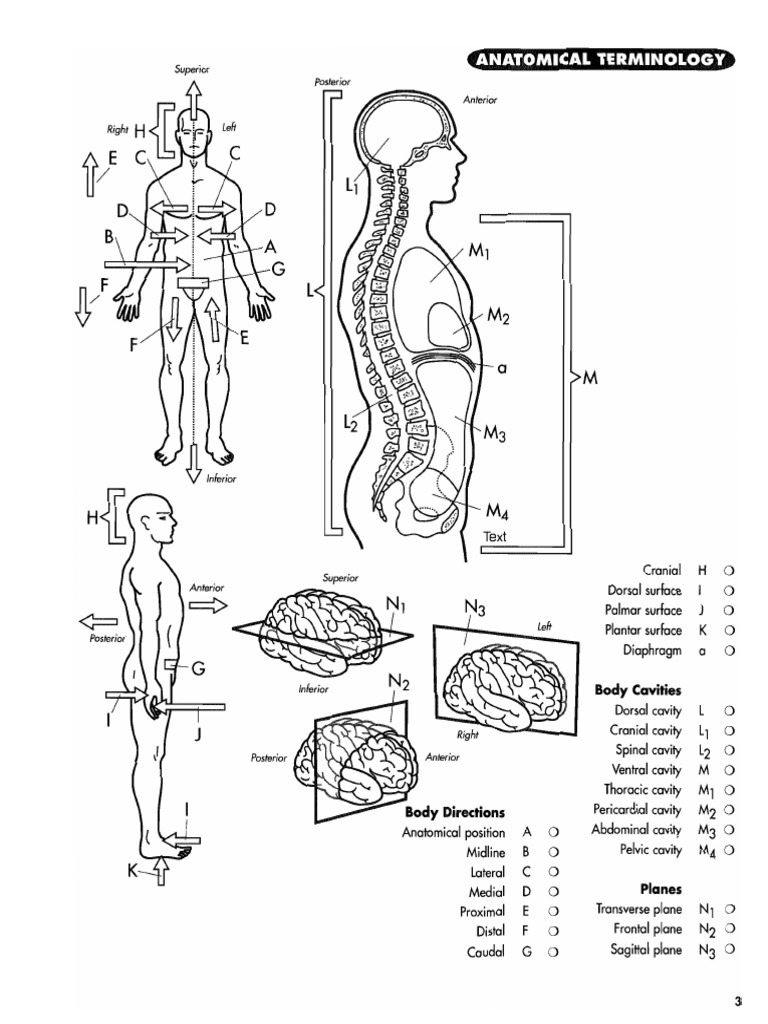 Download Princeton Review Anatomy Coloring Book