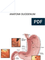 Anatomi Duodenum