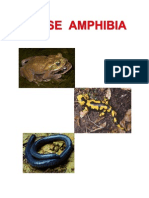 Clase Amphibia